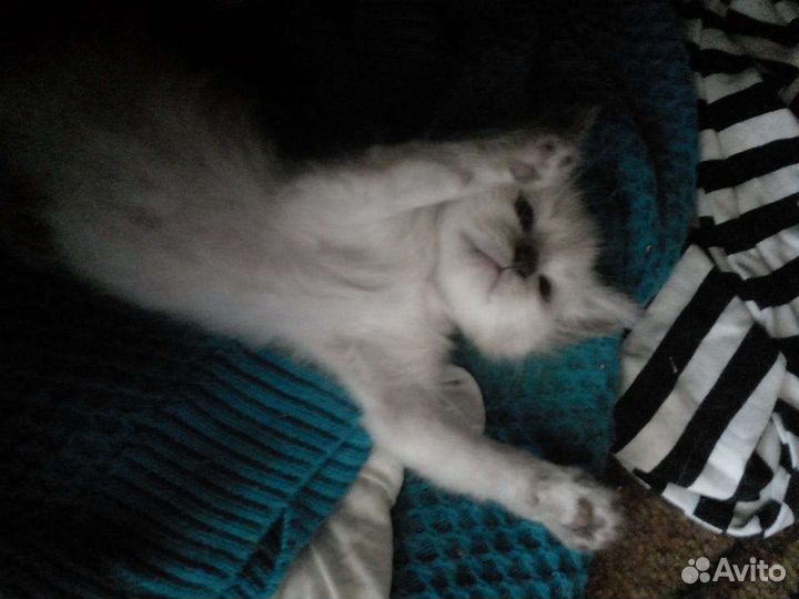 Котята