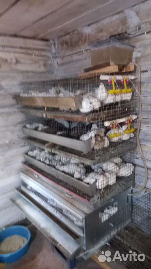 Мясо перепелки