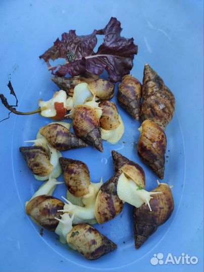 Улитки ахатины