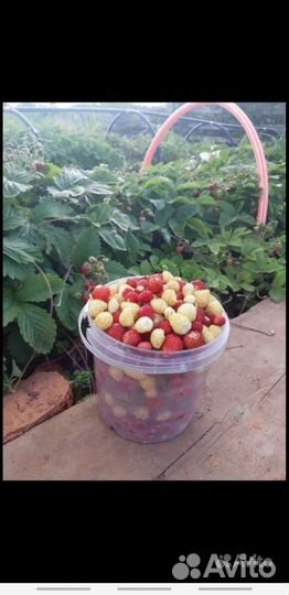 Ремонтантная земляника(усы)