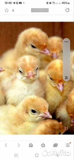 Индюшата, цыплята