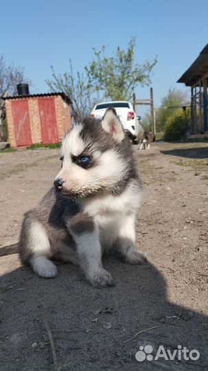 Щенки сибирской хаски