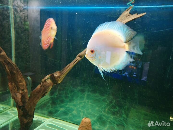Аквариум с тумбой