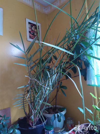 Пальма финиковая