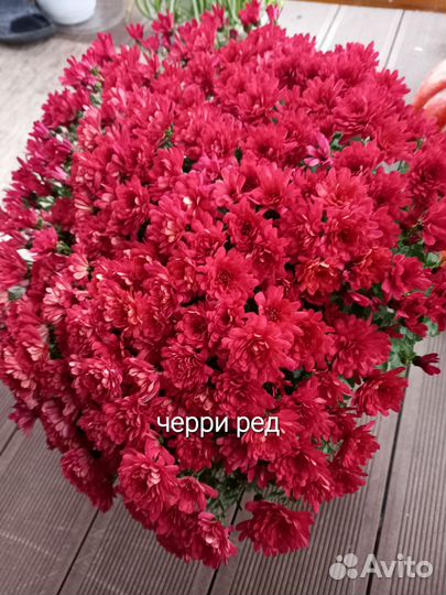 Хризантемы мультифлора и корейские
