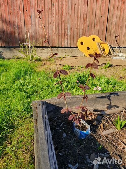 Лещина краснолистная (фундук)