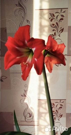 Гиппераструм