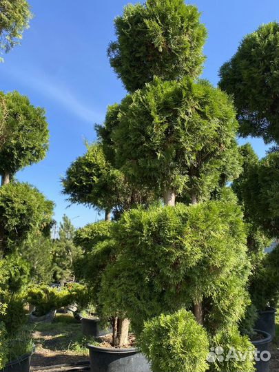 Саженцы туи смарагд спираль 1,95 метра