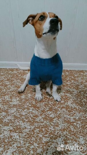 Свитера для собак и кошек