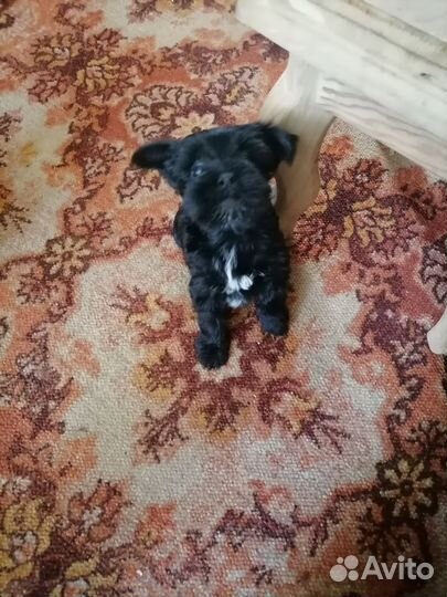 Йоркширский терьер