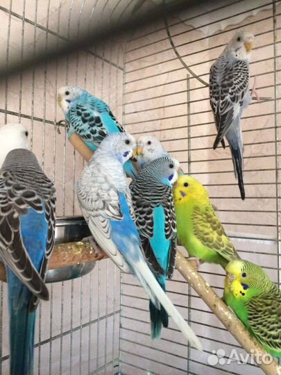 Волнистый попугай птенцы