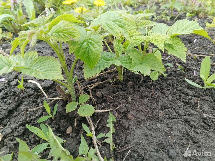 Саженцы малины разных сортов