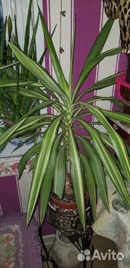 Юкка вариегатная сортовая