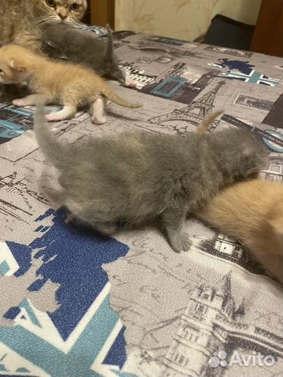 Отдам красивеньких котят