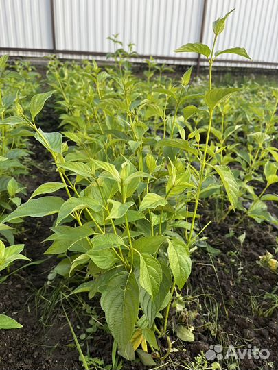 Дерен Флавирамеа (Flaviramea)