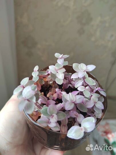 Коллизия розовая пантера