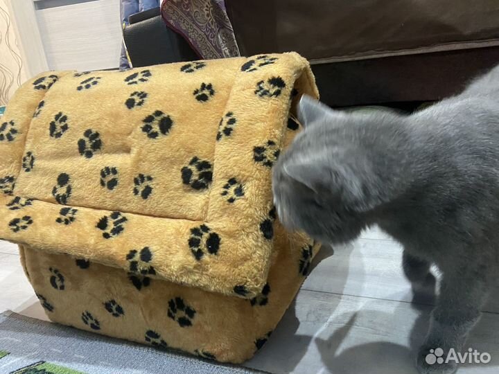 Кошачий домик