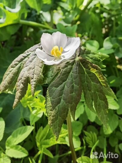 Подофиллум (ноголист), Агапантус белый
