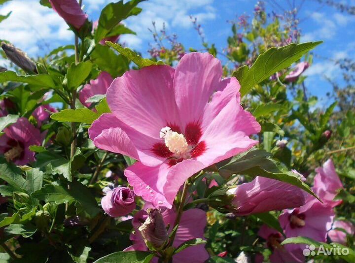 Гибискус лаванда бересклет
