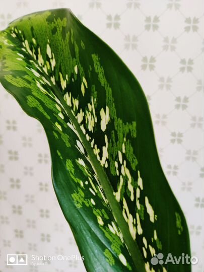 Диффенбахии