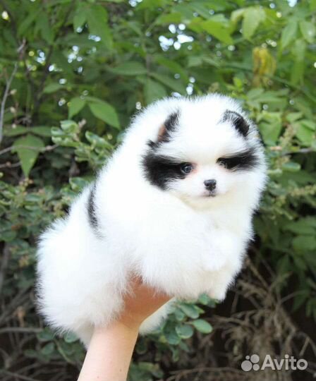 Померанский шпиц щенки в большом выборе