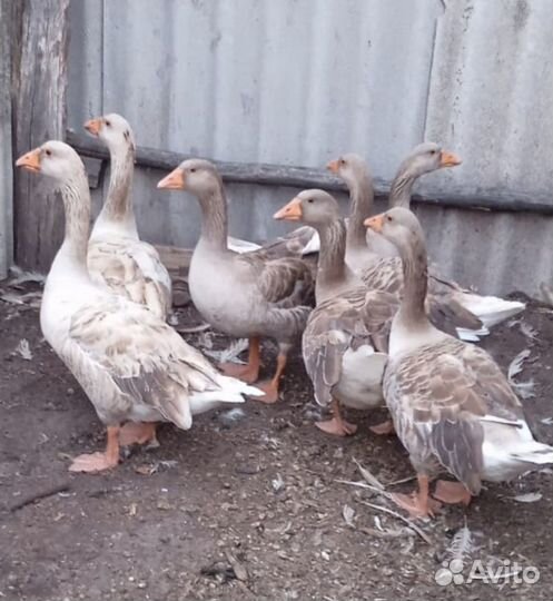 Продам гусей
