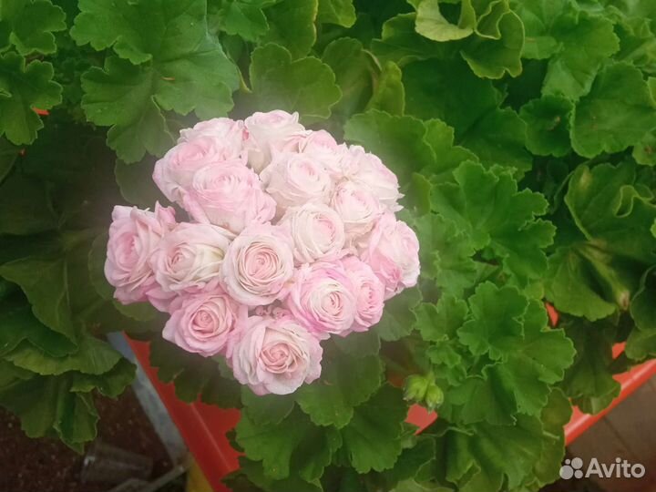 Царская невеста