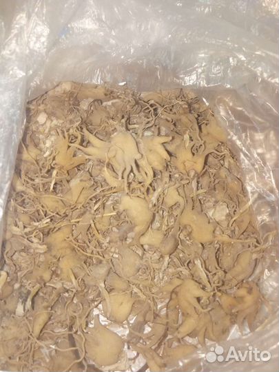 Корень ятрышника