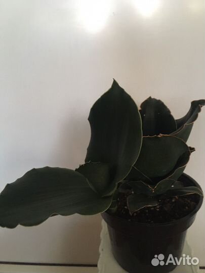 Сансееверия Стар роуз