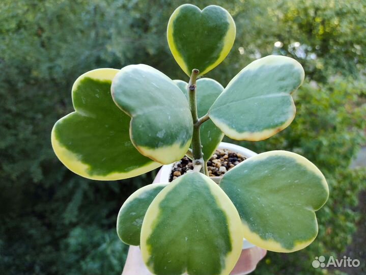 Хойя керри альбомаргината