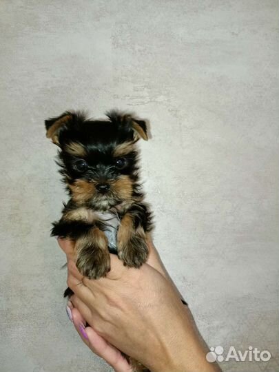 Йоркширский терьер щенки