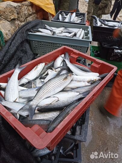 Кефаль лобань ларич