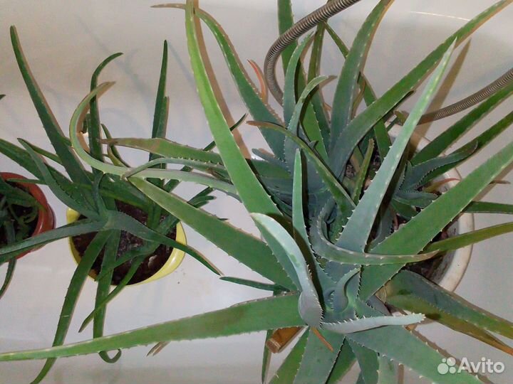 Алоэ вера растение