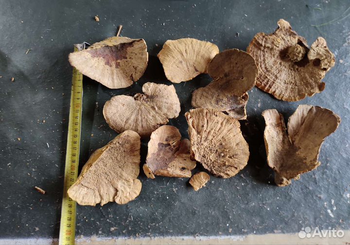 Сухоцветы экзоты