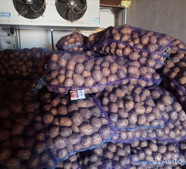 Семенной картофель гала