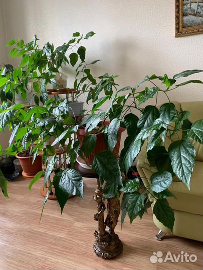 Комнатные цветы