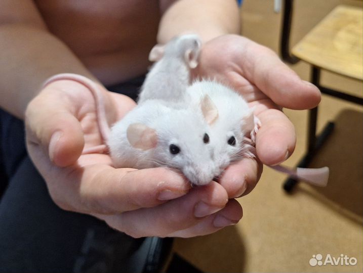 Декоративные крысята дамбо