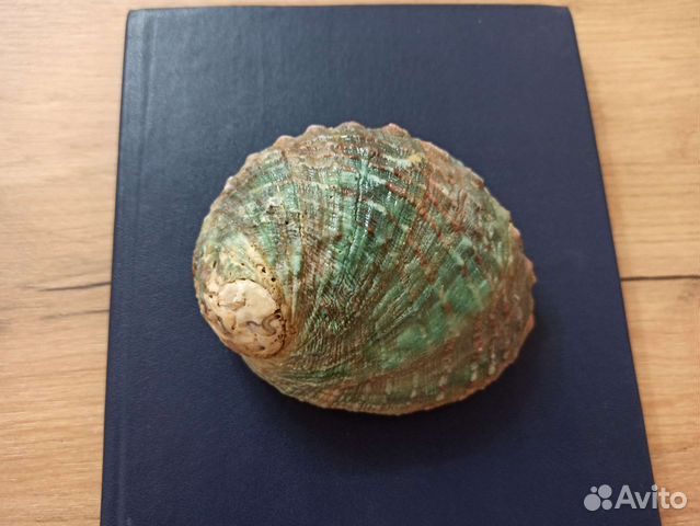 Морская раковина