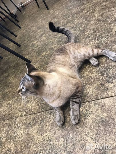 Кошка австралийская дымчатая в добрые руки