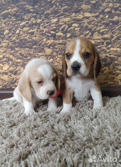 Щенки бигля