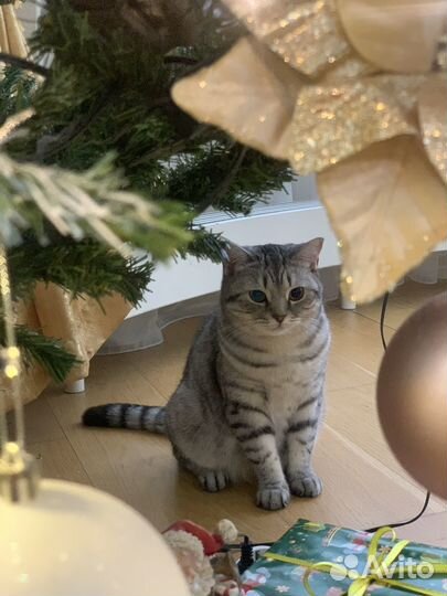 Кот / кошка в аренду (фотосессии, новоселья, игры