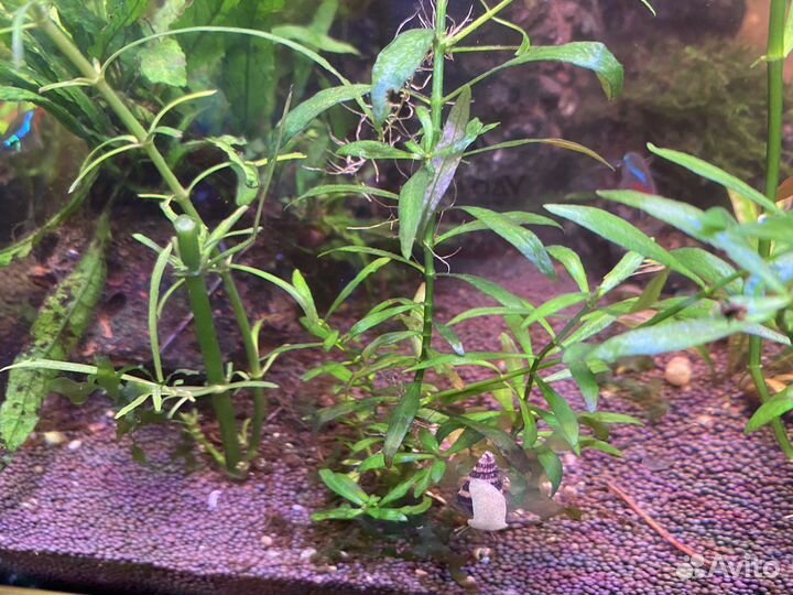 Хищная улитка Хелена 5 штук