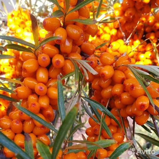 Продуктовый набор