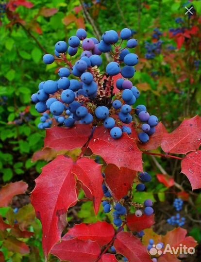 Магония падуболистная