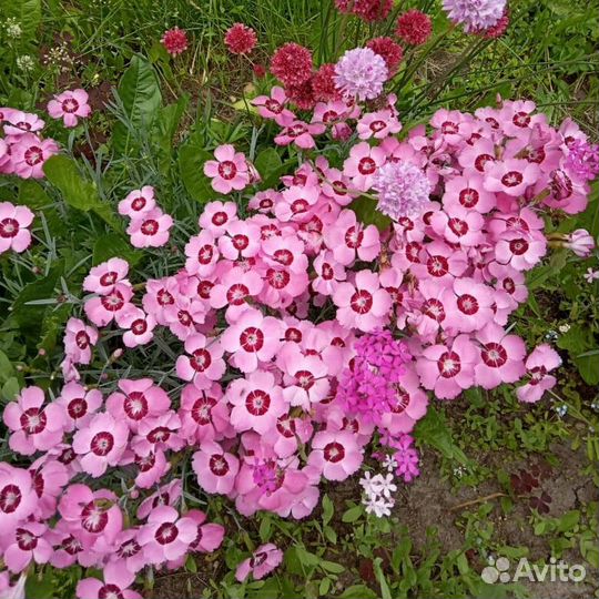 Растения для альпийской горки