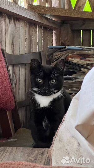 Котенок мальчик бесплатно