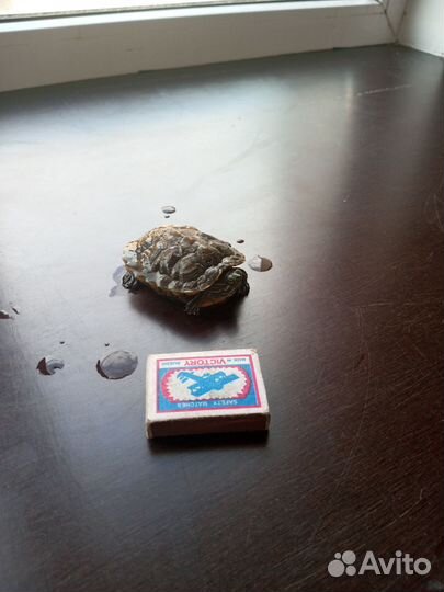 Красноухая черепаха