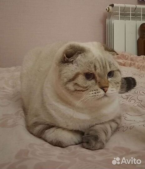 Достойные кавалеры ждут дам