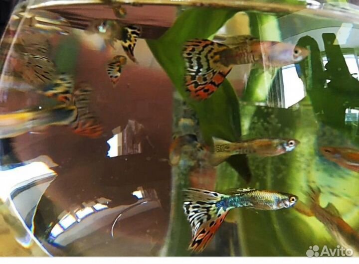 Аквариумные рыбки гуппи