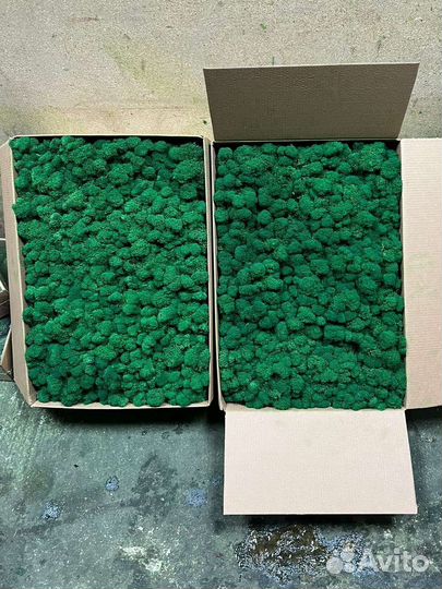 Стабилизированный мох, фито-стены